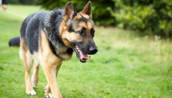 German shepherd store puppy and dog